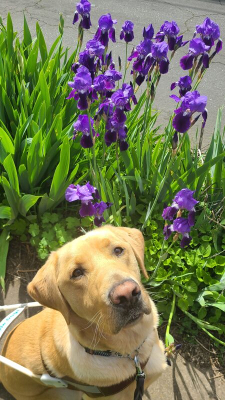 <p>Alder, a large, yellow, Labrador Retriever, is sitting in harness looking at the camera. He is sitting on the sidewalk next to greenery and purple iris flowers.</p>