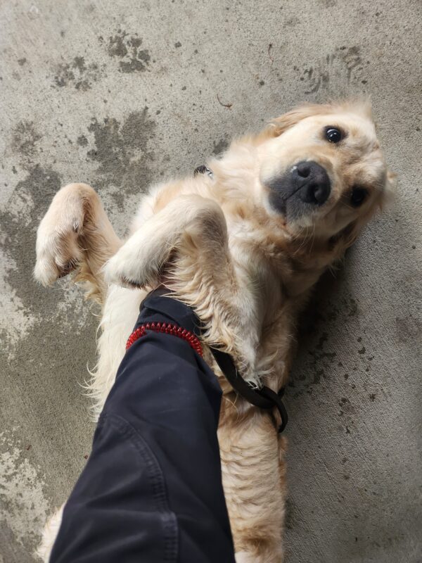 A yellow, Lab-Golden cross lies belly-up on the pavement with her trainer's arm pictured rubbing her chest. Her front paws are curved down with one of them wrapped around her trainer's arm while she receives her pets.