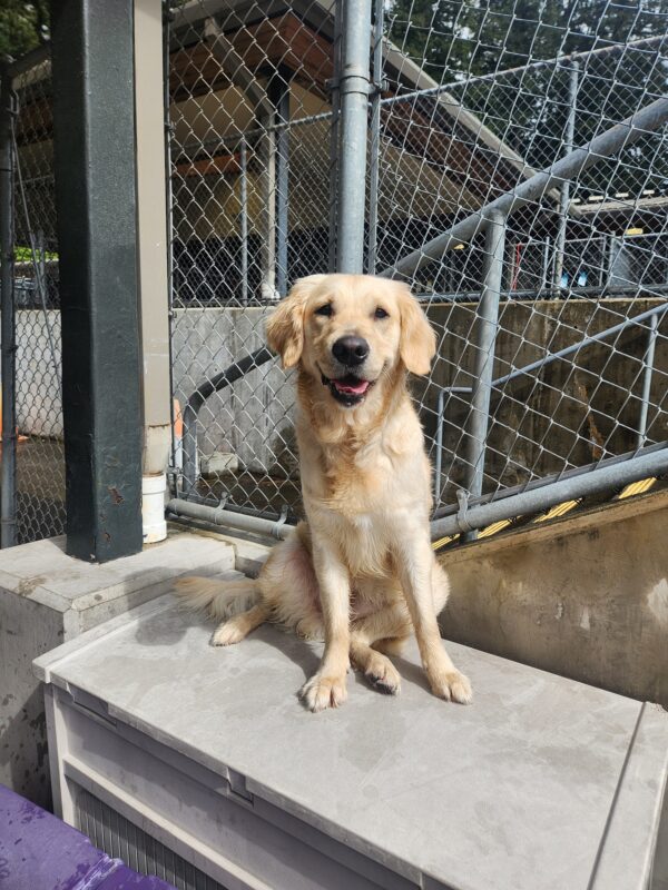 A yellow, Lab-Golden cross sits on a gray, plastic toybox in community run. She is facing the camera and her mouth is slightly agape in what appears to be a content smile.