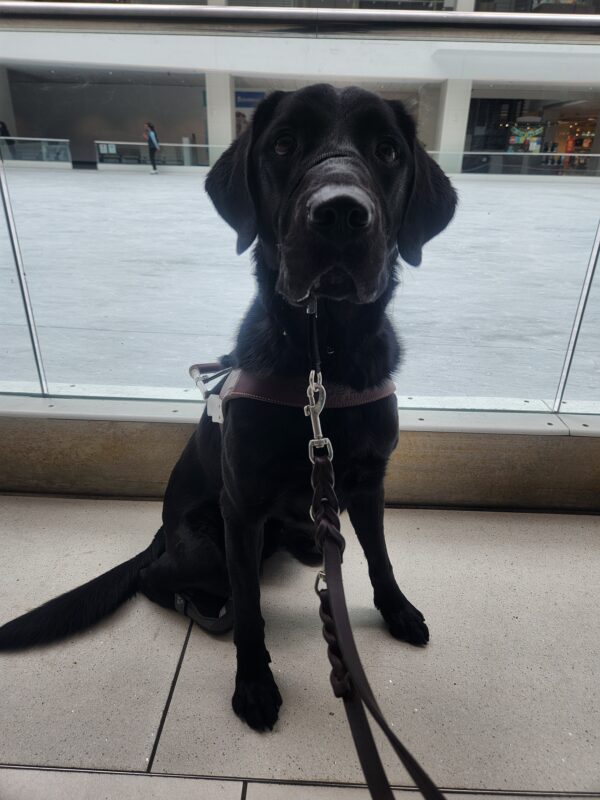 A black Lab sits in harness, back boots and head collar in front of an indoor ice rink. He is facing the camera while a skater is pictured passing by in the background.