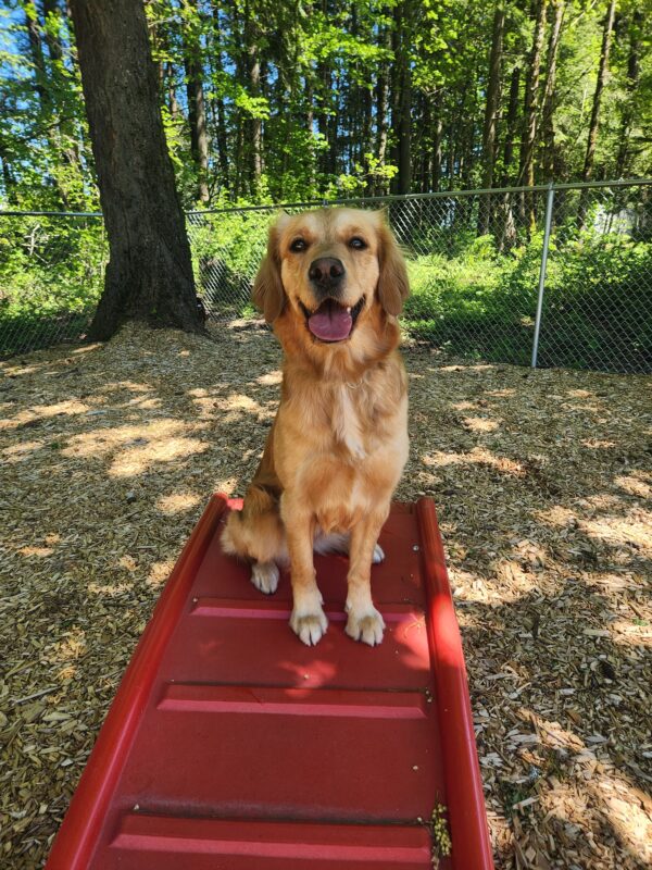Doralyn sits on a red, plastic staircase in a fenced play yard. Pausing her playtime only for the photo, she is facing the camera while panting - her mouth open and tongue out. Pictured in the background are various trees with green foliage and the bark chips that cover the ground.
