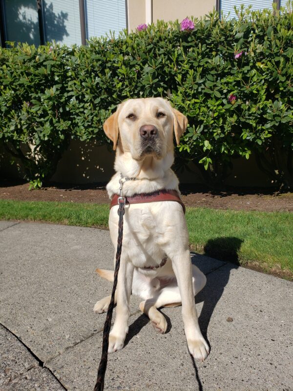 Cash is sitting outside of the Gresham lounge in Gresham, OR. He is wearing his harness and looking regally at the camera.