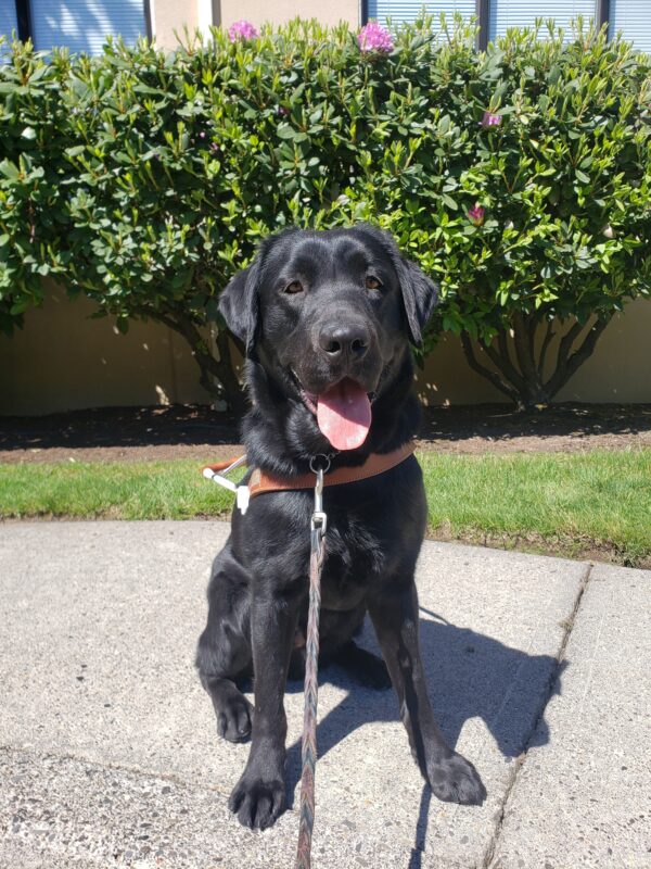 Beckett is sitting outside of the Gresham Lounge in Gresham, OR. He is sitting, wearing his harness, looking at the camera and has a big smile.