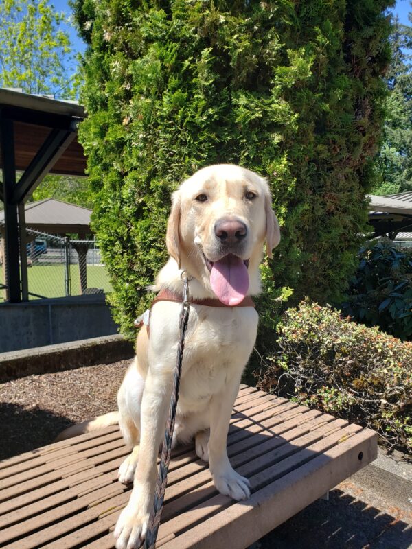 Fresco is sitting on a bench outside of a kennel on the Oregon Campus. He is wearing his harness, looking at the camera, and has a big smile.