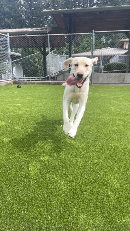 Champ is caught mid leap while playing in a grass paddock on the Oregon campus. His ears are flapped out to the side, and his mouth is open in a hilarious, tongue-out smile!