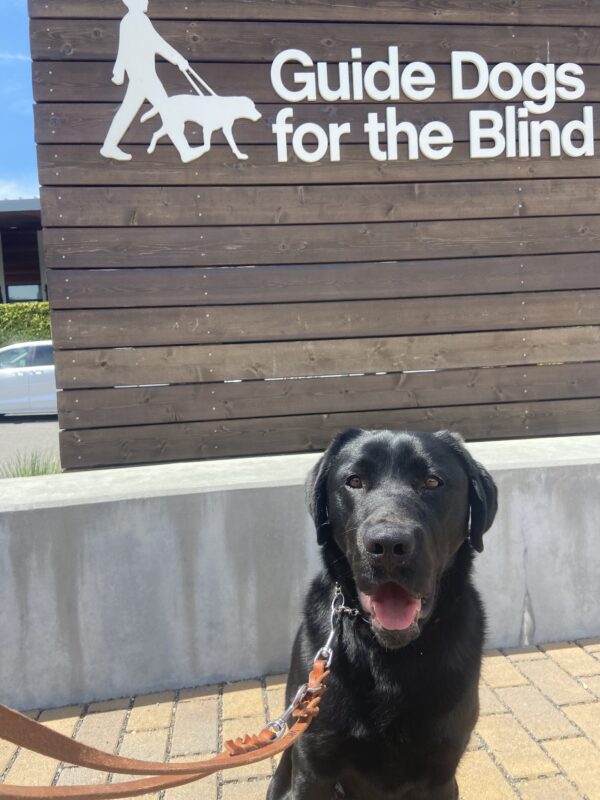 Black lab Blaine is sitting outside in front of a Guide Dogs for the Blind large sign.