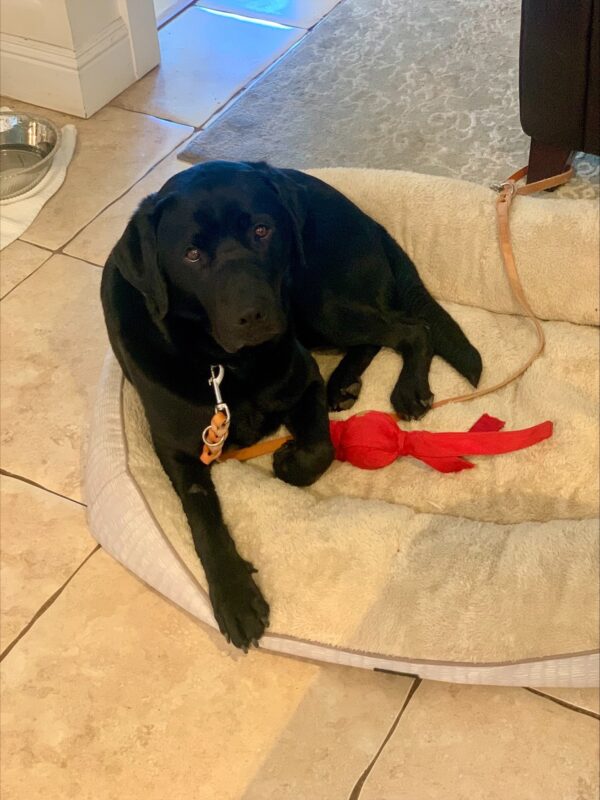 Black lab Newton is staring up at the camera, laying down in a very fluffy dog bed with a red toy close by.