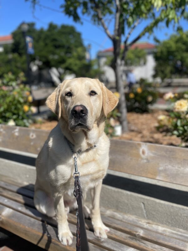 Baxter sits on a wooden bench on a college campus. Yellow rose bushes, green trees and blue skies line the background.