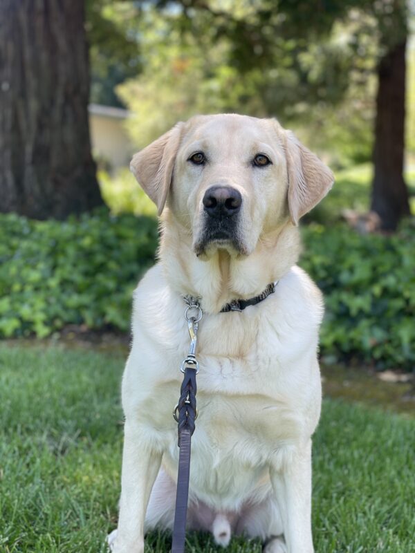 Baxter sits on a green lawn while looking directly at the camera. Green ivy and redwood trees line the background.