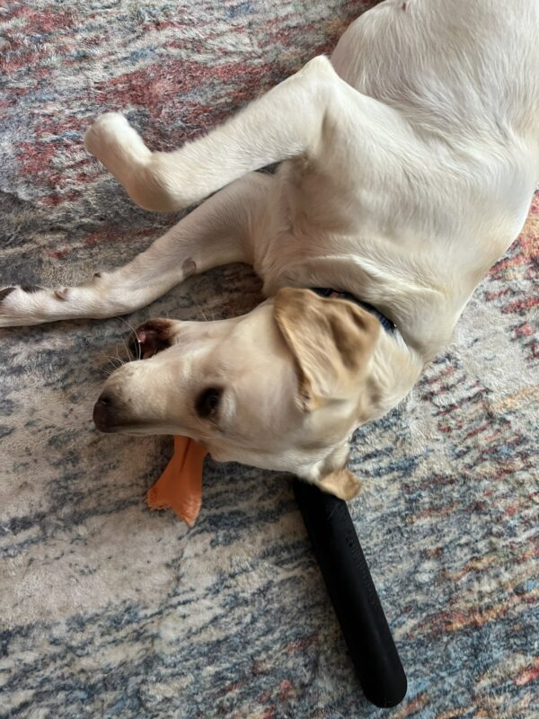 Cinda lies on her side on a colorful carpet while chewing on a Nylabone. A black Gonut stick rests beside her head.