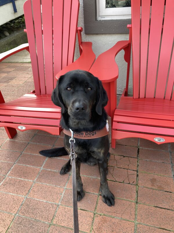 Genie is sitting and wearing her harness. Behind her are two big red chairs and she is positioned in the middle.