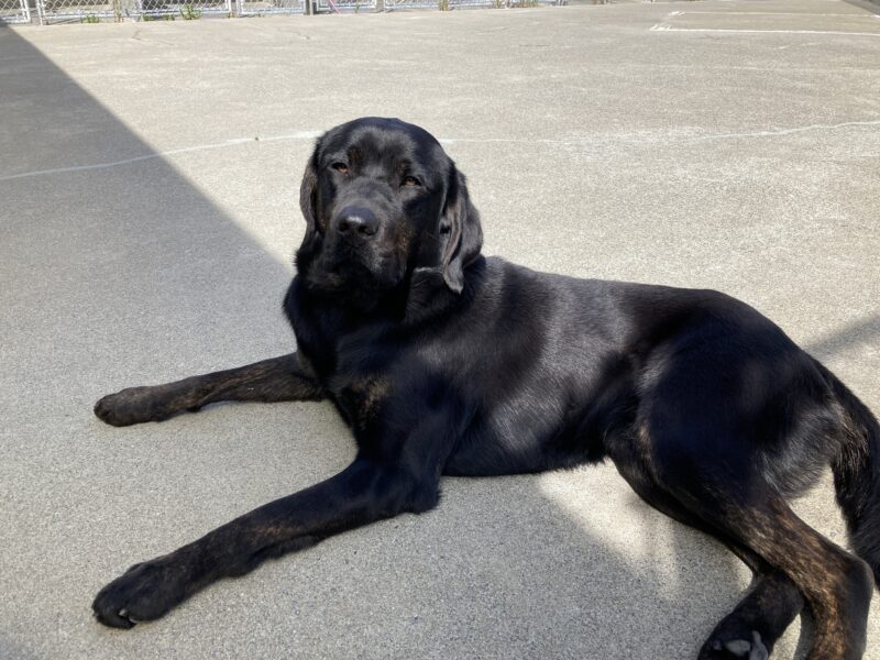 Genie is laying down inside a large, enclosed area. She looks very relaxed while enjoying the warmth of the sun.
