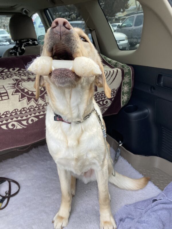 Al sits in the back of an SUV while playfully showing off the Nylabone in his mouth to the camera.