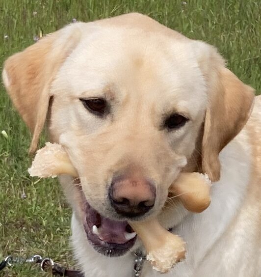 Al poses on leash in a grassy area with a wishbone shaped Benebone in his mouth.