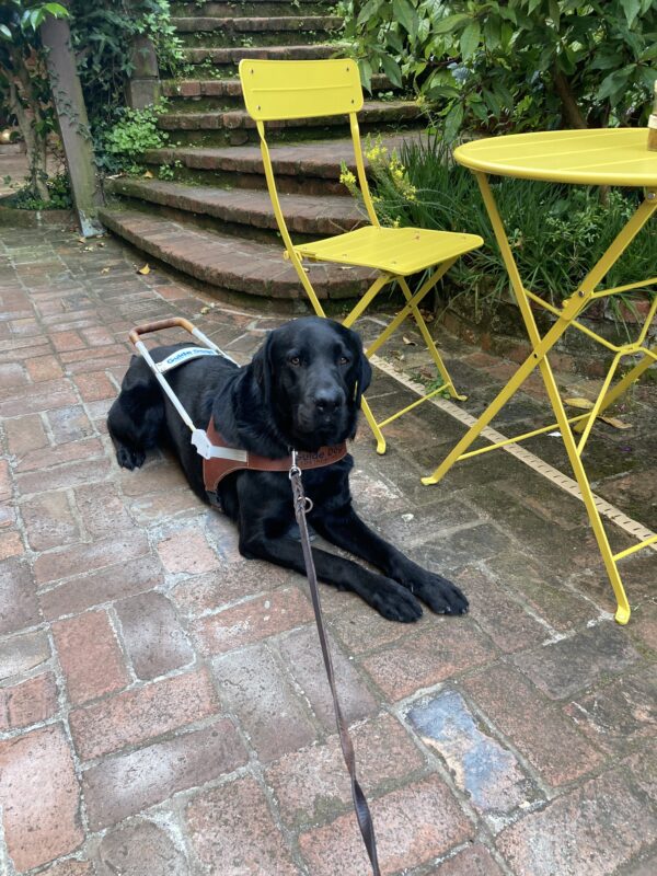 Tudor is laying down on a brick floor, wearing his harness. He is next to a small yellow café table and chair.
