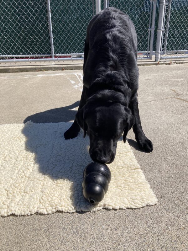 Tudor is in a large, enclosed area. He is standing on a white fleece rug with his head low to the ground in order to lick a large black stuffed kong. Yum fun!