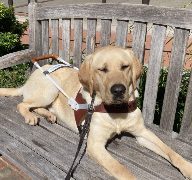 Desmond is laying down in harness on a wooden bench. His eyes are shut as he is facing the camera while basking in the sun!