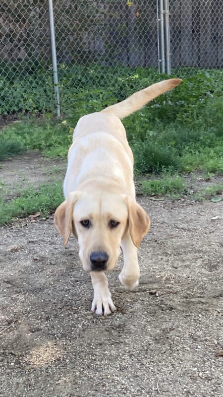 Desmond is running toward the camera in the play yard. His left paw is raised and his tail is extended to his left side.