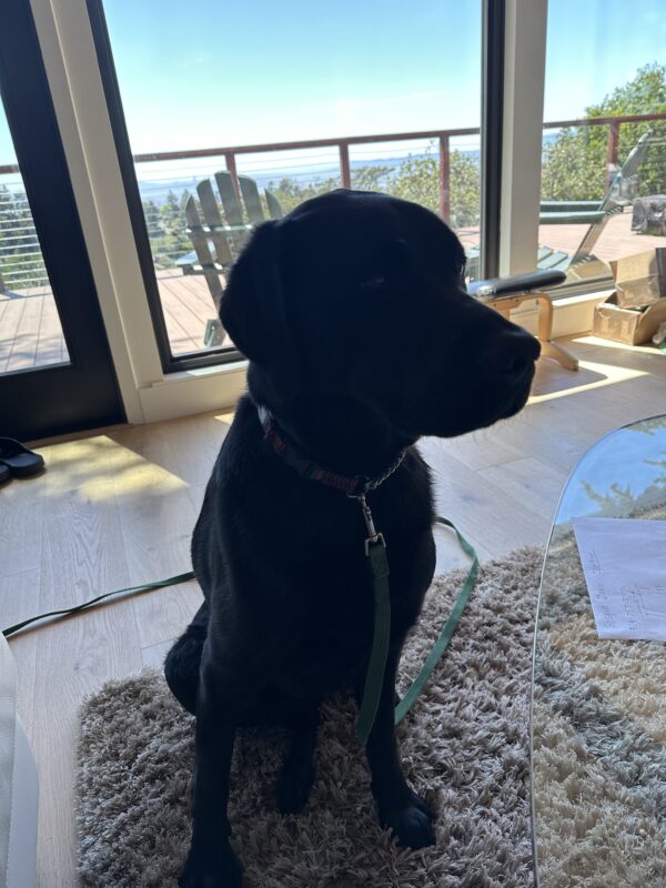 Gambit sits on a rug. Behind him is a large window, through which a deck and the far off ocean is visible.