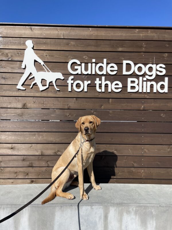 Male yellow Labrador Bosco poses in front of a wooden sign bearing Guide Dogs for the Blind's logo. He is sitting looking at the camera.