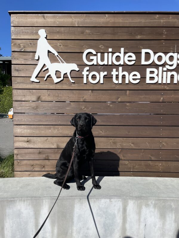 Female black lab Carly poses in front of a wooden sign bearing Guide Dogs for the Blind's logo. She is sitting looking at the camera.