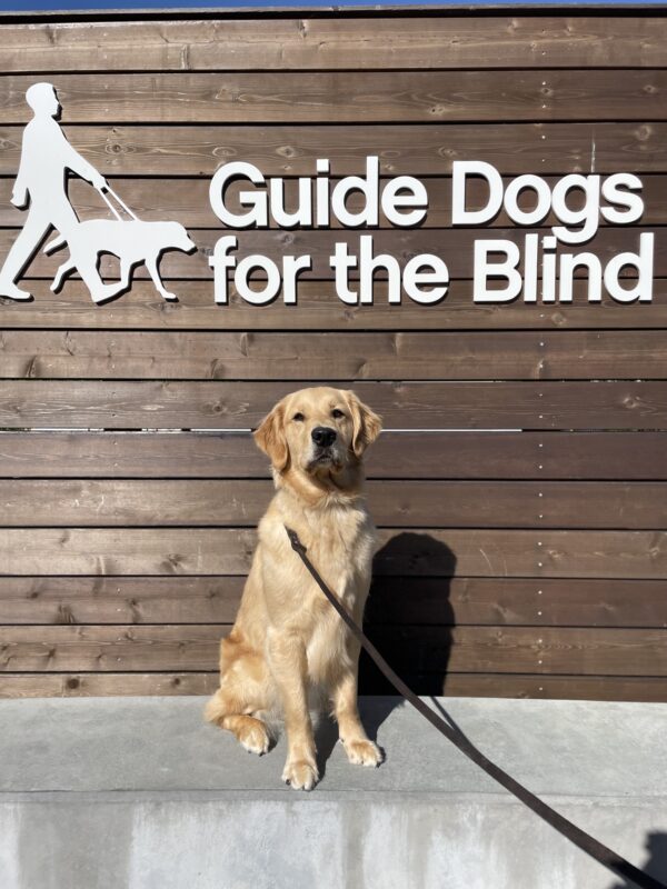 Long coated Labrador/Golden Retriever cross Mars poses in front of a wooden sign bearing Guide Dogs for the Blind's logo. He is sitting looking at the camera.