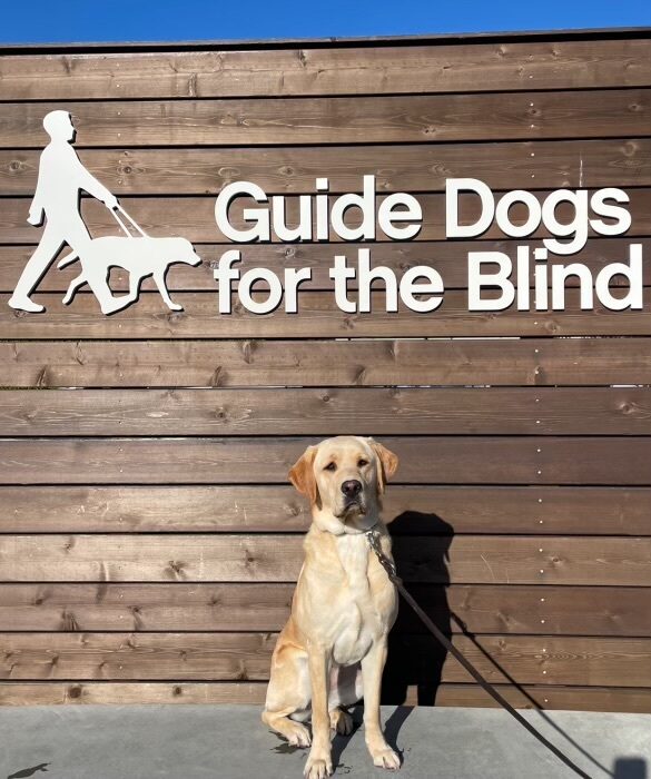 Female Yellow Labrador Marsha poses in front of a wooden sign bearing Guide Dogs for the Blind's logo. She is sitting looking at the camera.