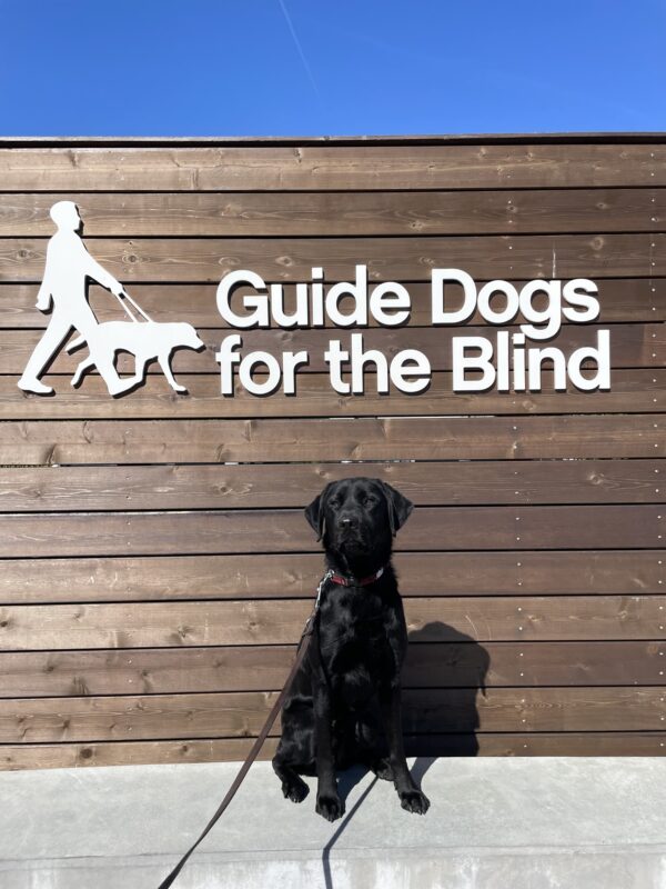 Mustang poses in front of a wooden sign bearing Guide Dogs for the Blind's logo. He is sitting tall and looking at the camera.