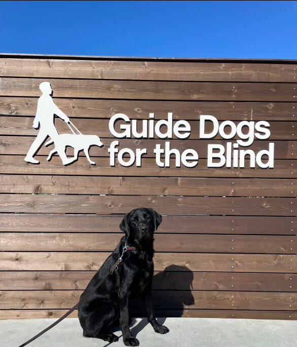P.J. poses in front of a wooden sign bearing Guide Dogs for the Blind's logo. He is sitting tall and his black coat shines in the sun.