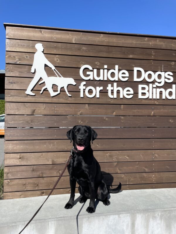 Reggie poses in front of a wooden sign bearing Guide Dogs for the Blind's logo. He is sitting looking at the camera.