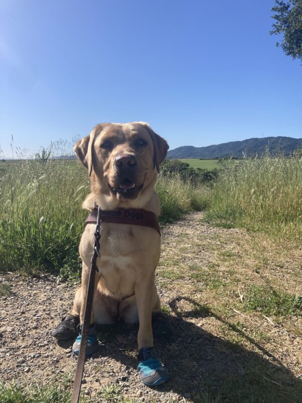Anne sits in harness on a trail, while wearing blue and black booties on all of her feet. Behind her is a lush green setting with a blue sky.