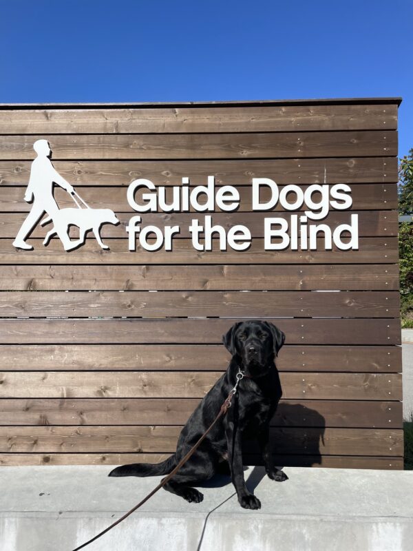 Shamrock poses in front of a wooden sign bearing Guide Dogs for the Blind's logo. He is sitting looking at the camera