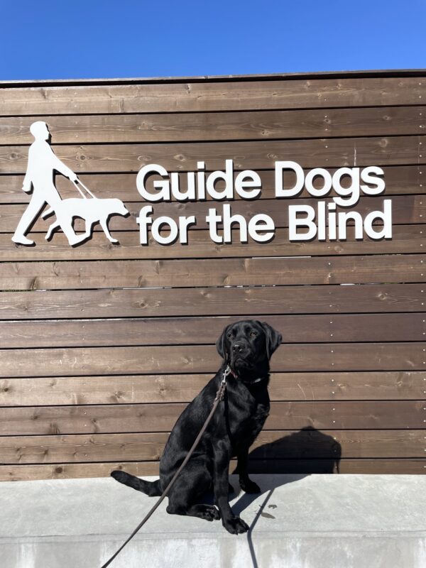 Steiner poses in front of a wooden sign bearing Guide Dogs for the Blind's logo. He is sitting looking at the camera.