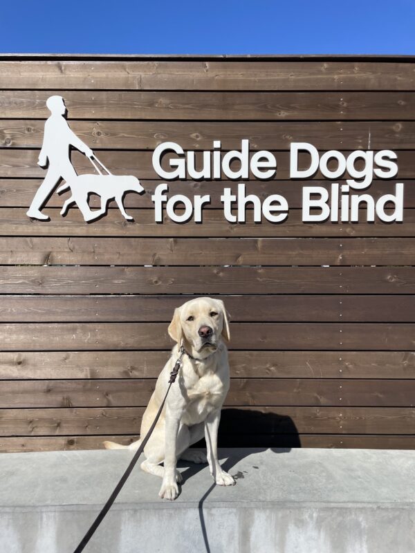 Wilson poses in front of a wooden sign bearing Guide Dogs for the Blind's logo. He is sitting looking at the camera.