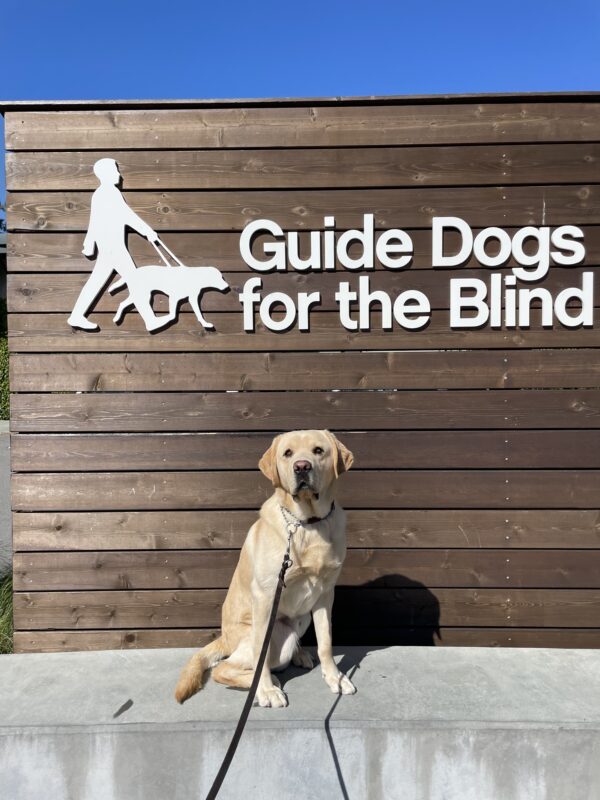 Handsome Barrett poses in front of a wooden sign bearing Guide Dogs for the Blind's logo. He is sitting looking at the camera.