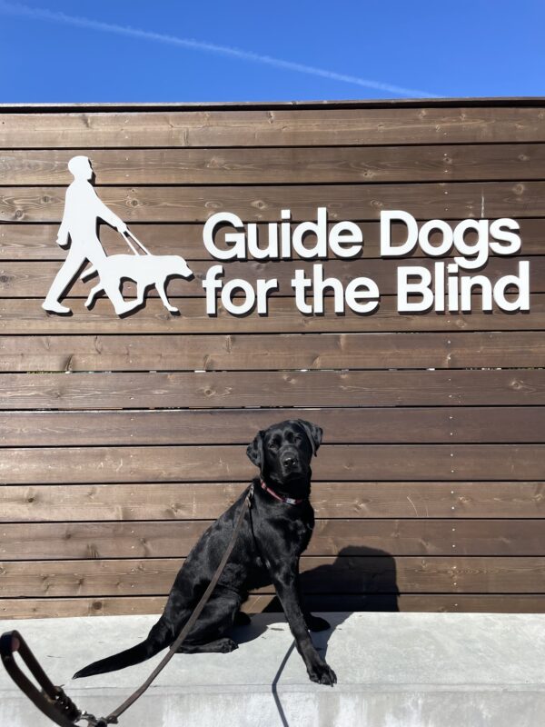 Maizie poses in front of a wooden sign bearing Guide Dogs for the Blind's logo. She is sitting looking at the camera.