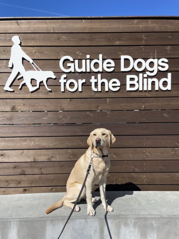 Palm poses in front of a wooden sign bearing Guide Dogs for the Blind's logo. She is sitting looking off camera.