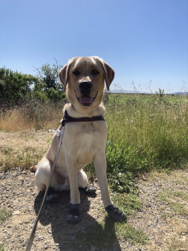 Huxley looking towards the camera while wearing his back boots, harness and a smile on his face. Blue sky and tall grass in the background