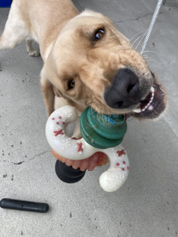 Huxley chewing on a hanging toy while in community run. His favorite thing to do!