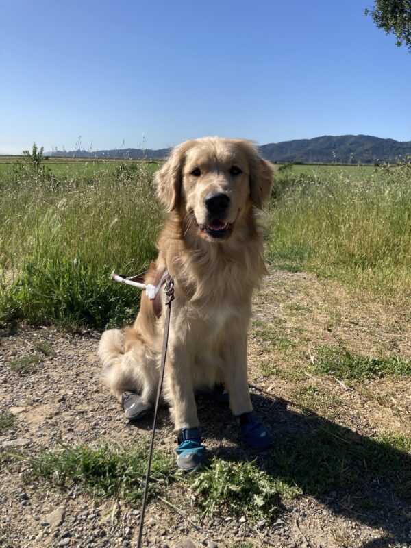 Saxon in harness on a hiking trail. He looks at the camera with a smile as he sits in front of a wide open field with a bright blue sky above.
