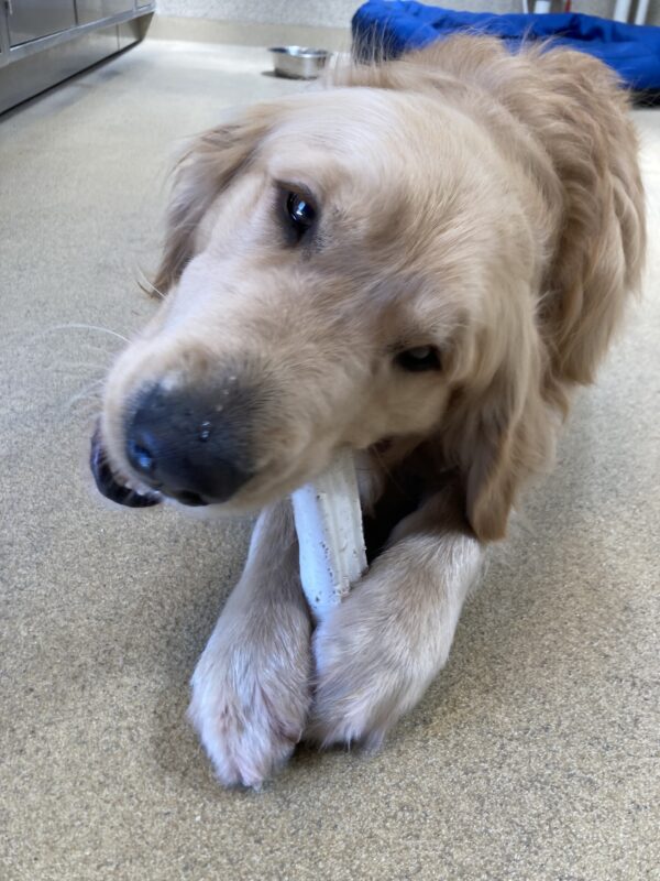 Saxon laying on the floor near his handler while chewing on a white Nyla bone