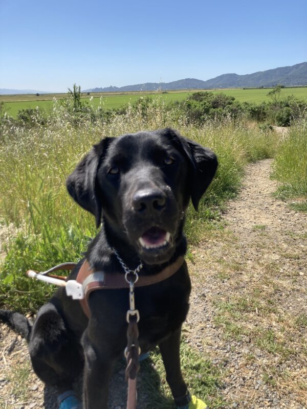 Valdine sitting in harness smiling at the camera with a trail within green grass and a big blue sky behind her.