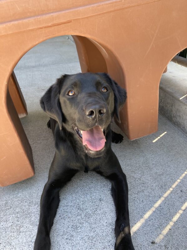 Valdine laying under a brown play structure smiling up at the camera