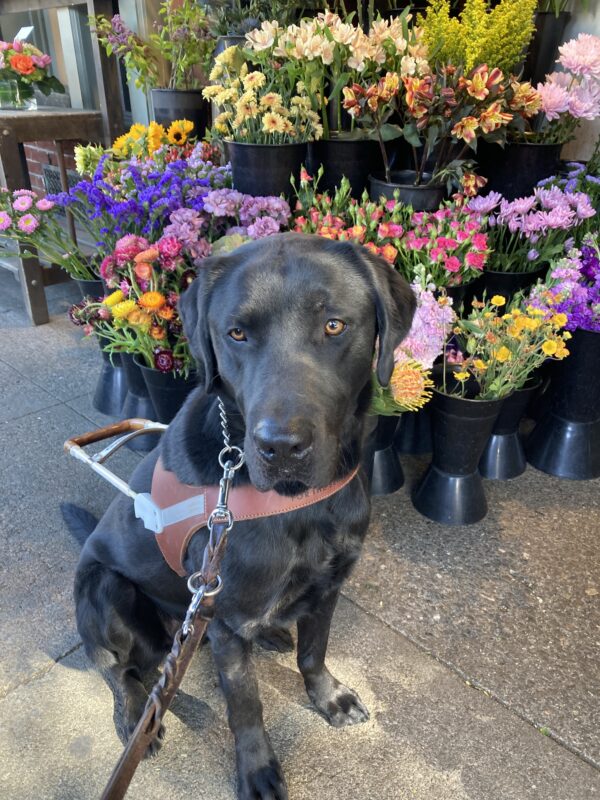 Conrad is sitting in harness in front of a bunch of brightly colored flowers. His head is slightly turned to his right.