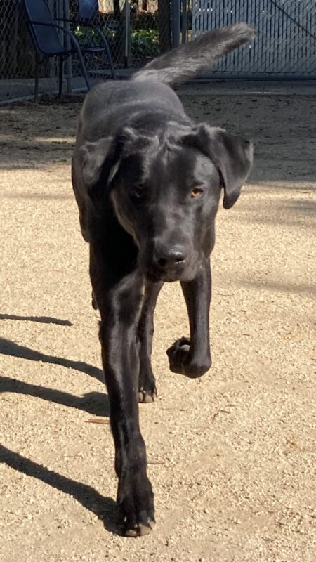 Conrad is running toward the camera in an enclosed play yard. His left paw is bent and off the ground.