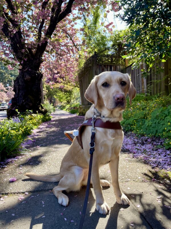 Fig sits in harness looking at the camera, glistening in sunlight on a neighborhood sidewalk. Behind her is a large cherry tree with puffy, pink flowers that dropped pink petals all over the sidewalk.