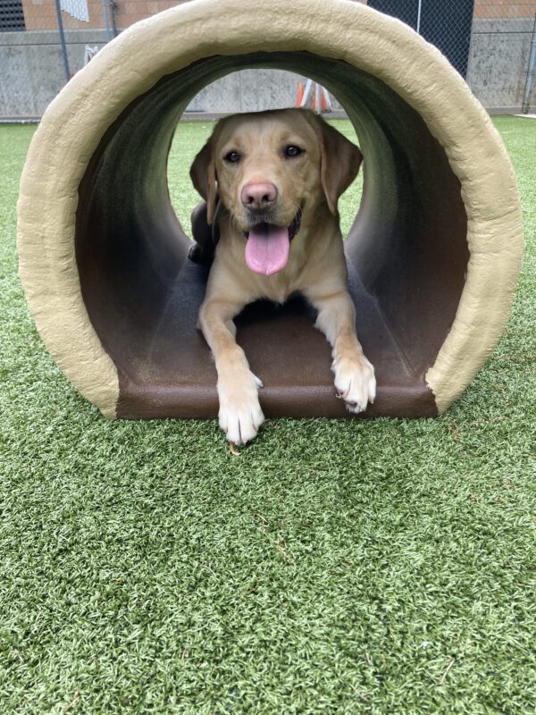 Fig lays in a hollow “log” play structure, looking toward the camera with a big smile on her face and her tongue hanging out.
