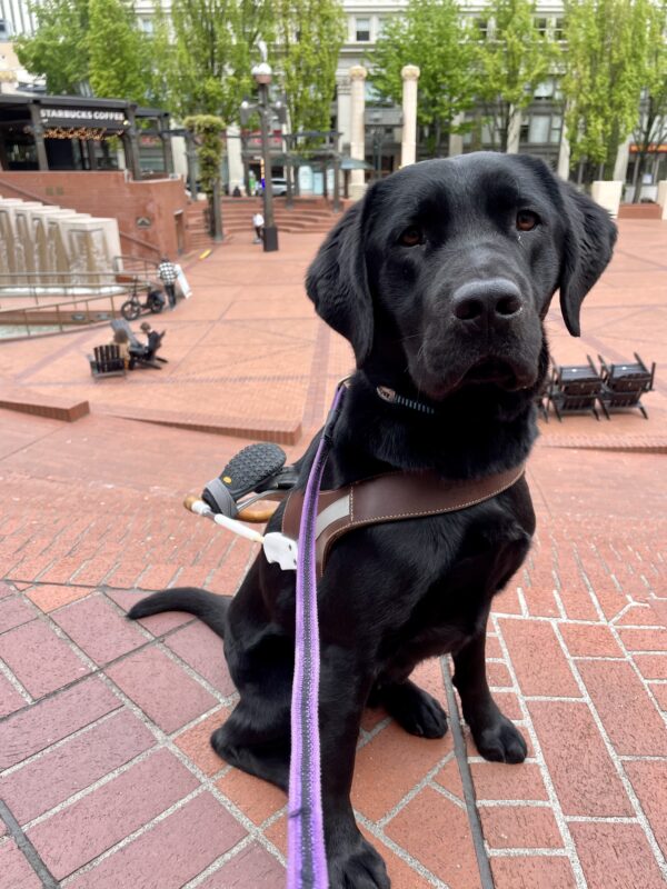 Argus sits in harness looking seriously toward the camera. Behind him is a large brick plaza with a water feature and several pedestrians milling about (Pioneer Square in downtown Portland).