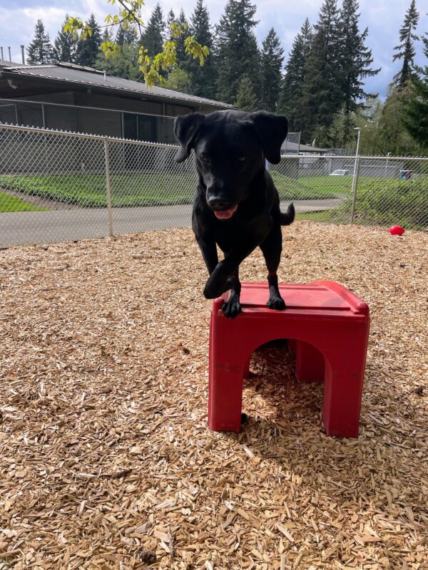 Argus leaps off a bright red play structure, headed toward the camera. His little tongue is out but his eyes look determined. He in a fenced-in play area covered in wood chips with the scenic Oregon campus in the background.