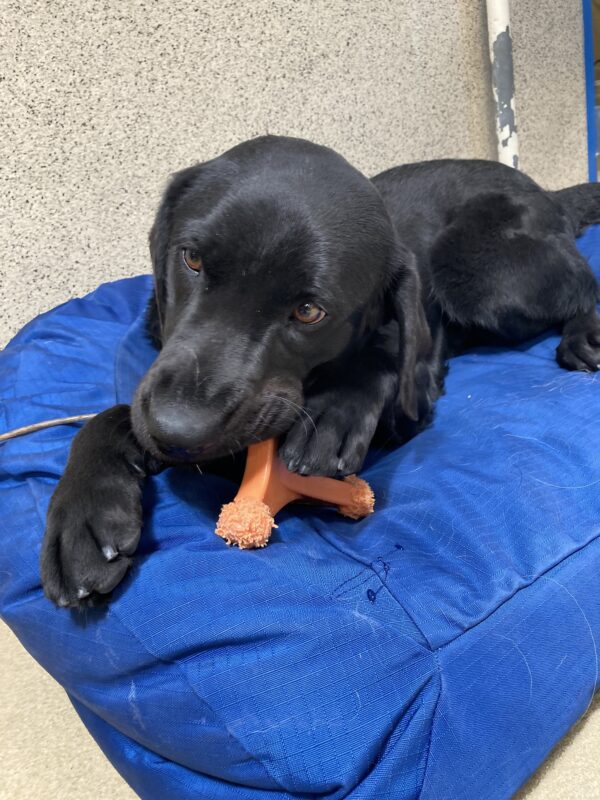 Herschel lays on a blue dog bed while chewing on an orange dog toy.